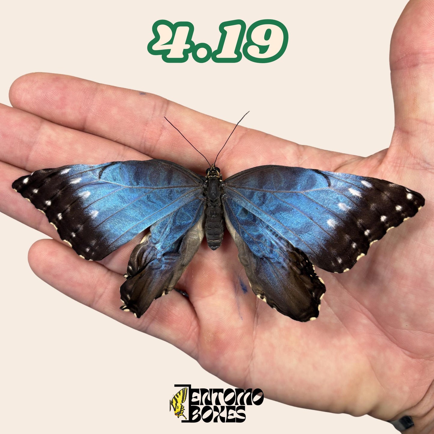 Real Blue Morpho Butterfly: B-Grade defected Dry Specimen for Taxidermy Repair