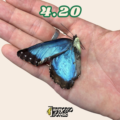 Real Blue Morpho Butterfly: B-Grade defected Dry Specimen for Taxidermy Repair