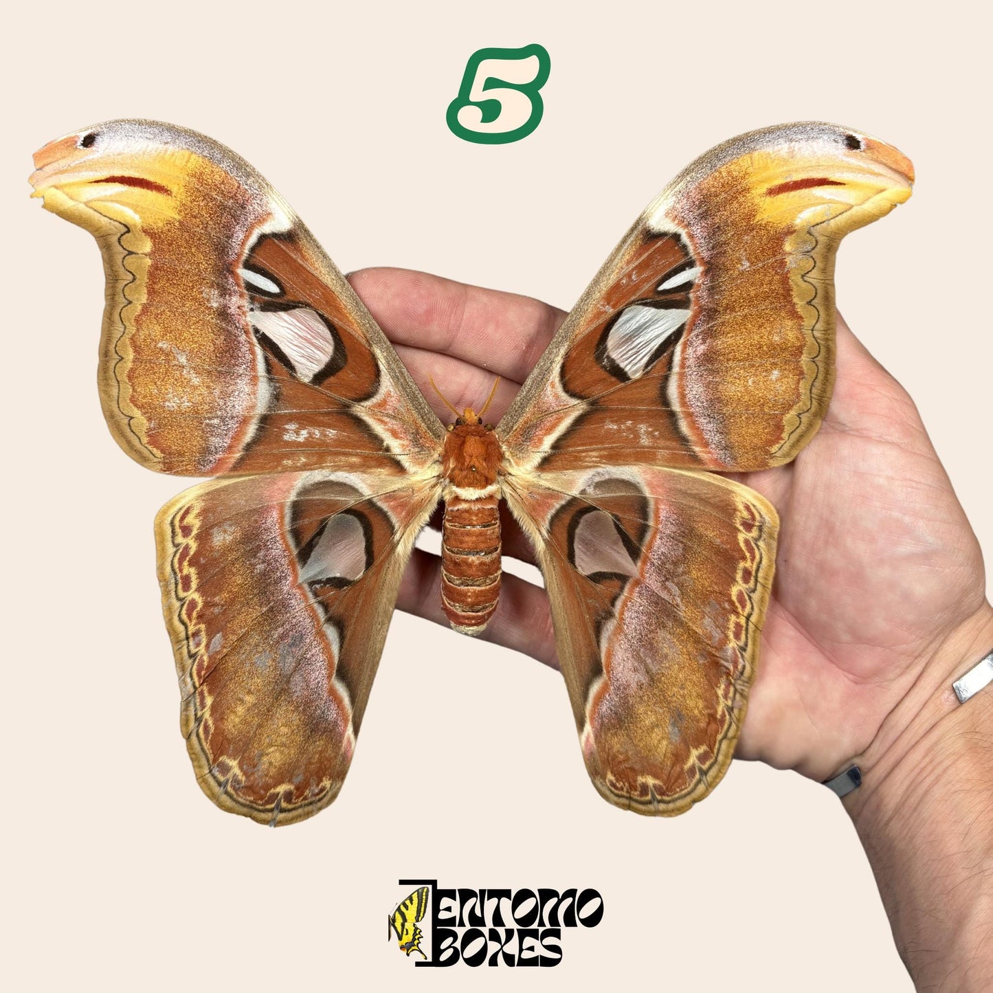 Pinned Attacus Atlas Moth: real Giant Atlas Silk Moth Specimen for taxidermy collection __etsy:8144354789