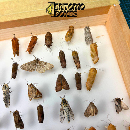 Set of five real moth specimens with closed wings, mounted on steel pins in a foam-lined entomology box, showing natural tan and dark brown patterns.