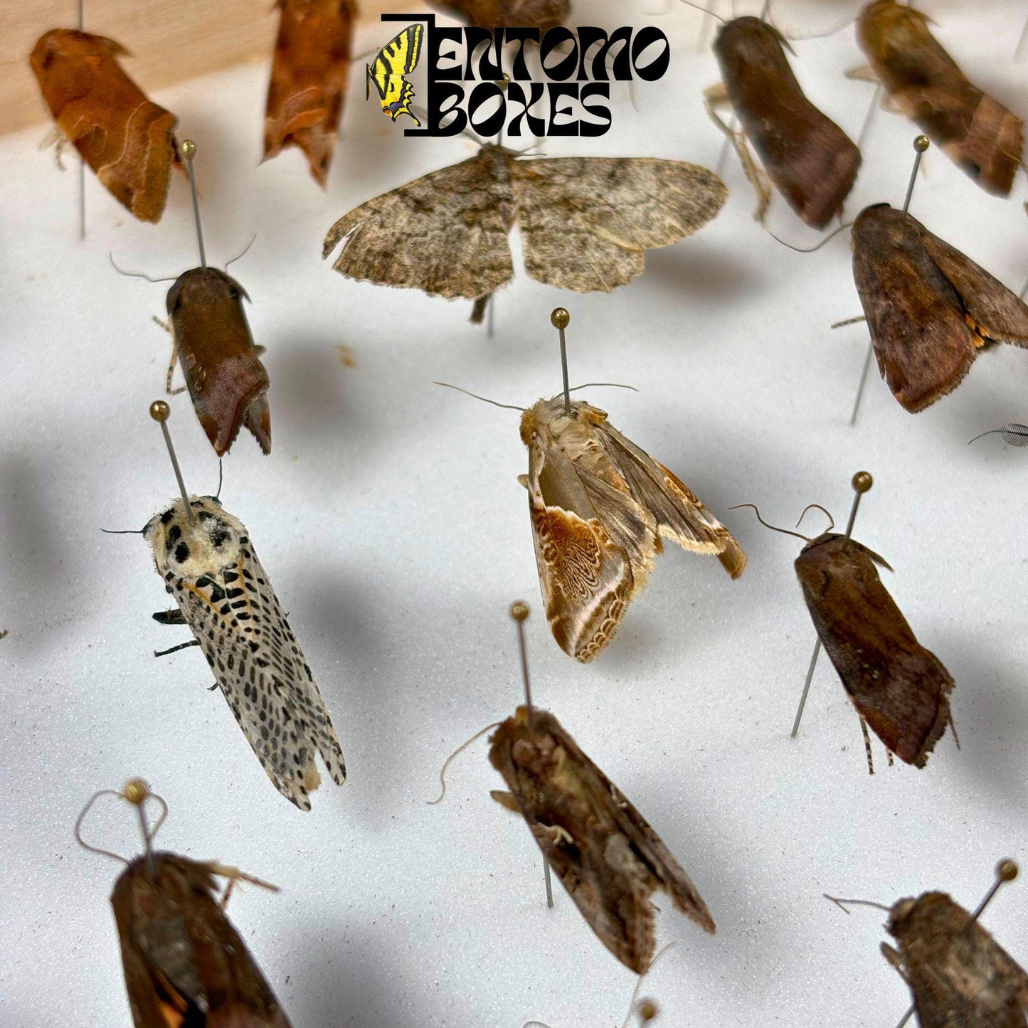 Several unspread European moths pinned on entomology pins inside a wooden display box, wings folded flat against their brown and gray bodies.