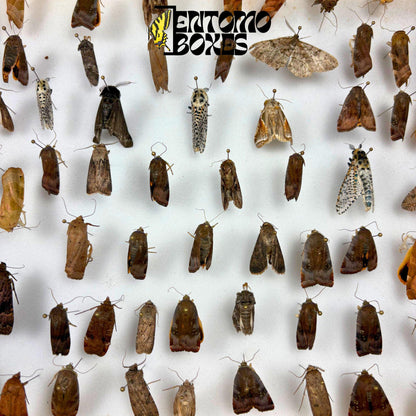 Several unspread European moths pinned on entomology pins inside a wooden display box, wings folded flat against their brown and gray bodies.