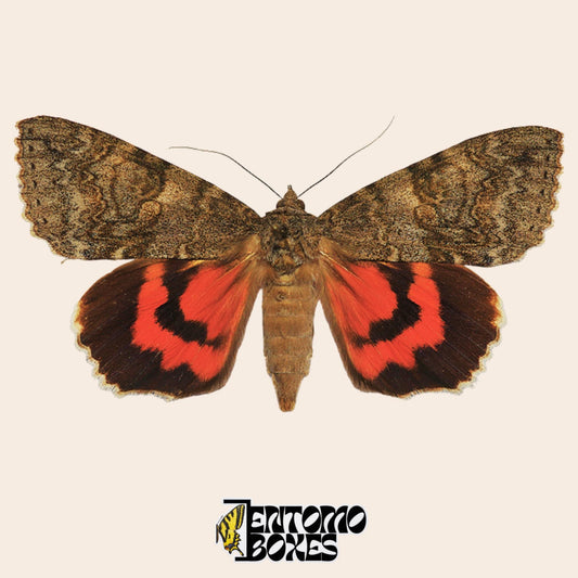 Pinned Catocala moth specimen with wings spread, showing grey camouflage forewings and bright red-orange hindwings banded in black