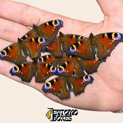 Preserved Inachis io peacock butterfly specimens with folded orange and brown wings held in a hand