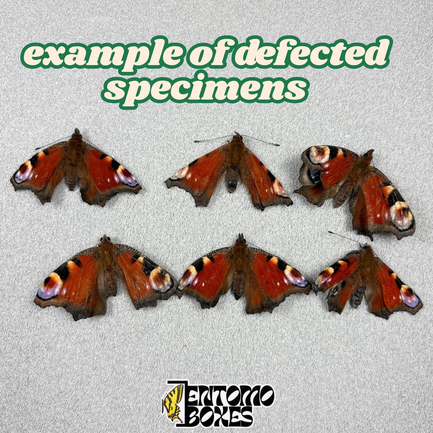 Peacock butterfly specimens with minor wing damage, examples of the defected grade