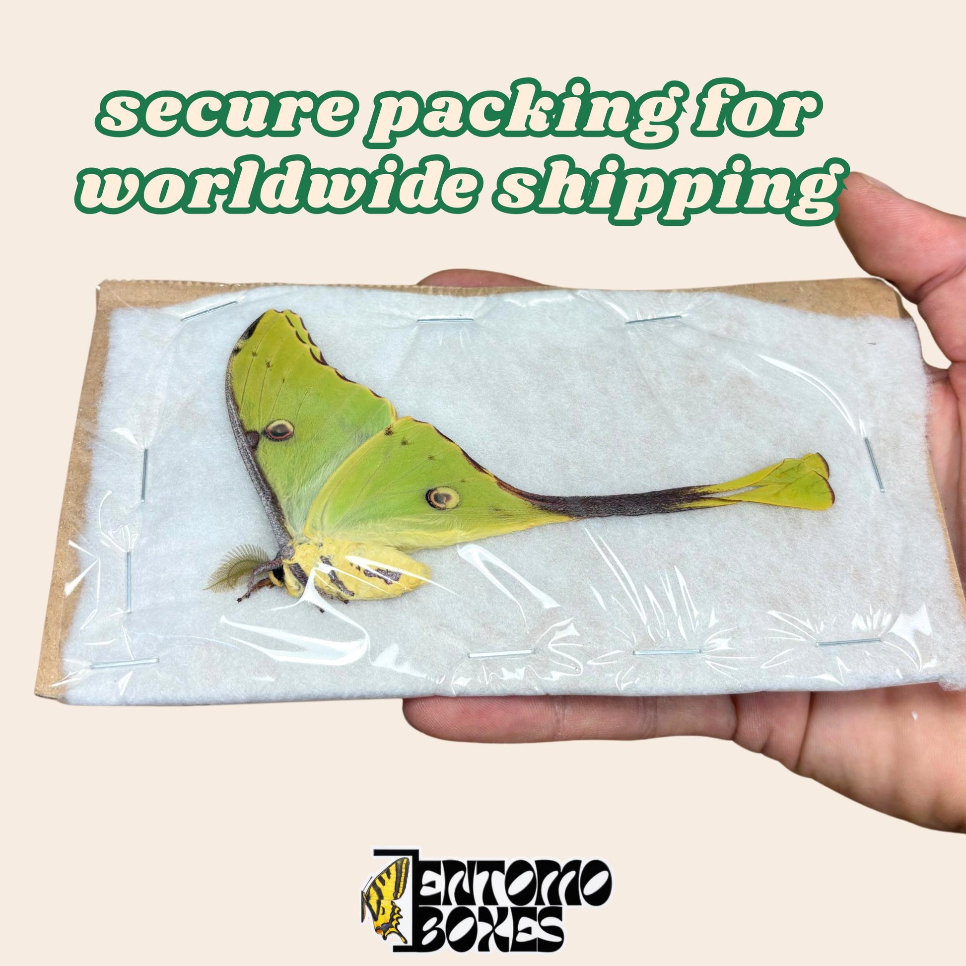 argema mimosae secure packaging for worldwide shipping