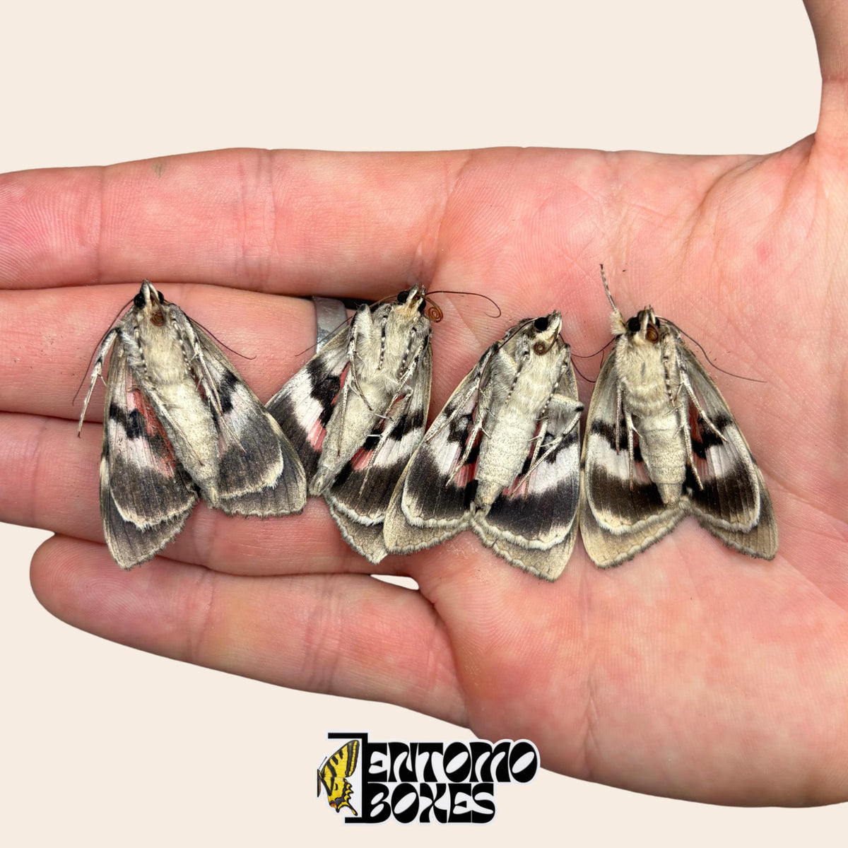 Four Catocala moth specimens in a hand showing the black, white, and pink patterned underside of the wings
