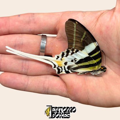 Graphium androcles Giant Swordtail butterfly papered with wings closed