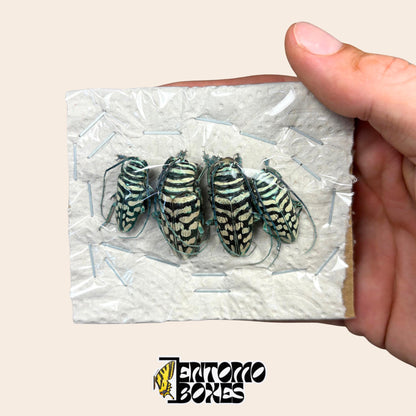 Hand holding a white foam packing block with four unmounted Sternotomis bohemani longhorn beetles under clear film, cream and dark green marbled wing cases, secured with staples for safe shipping