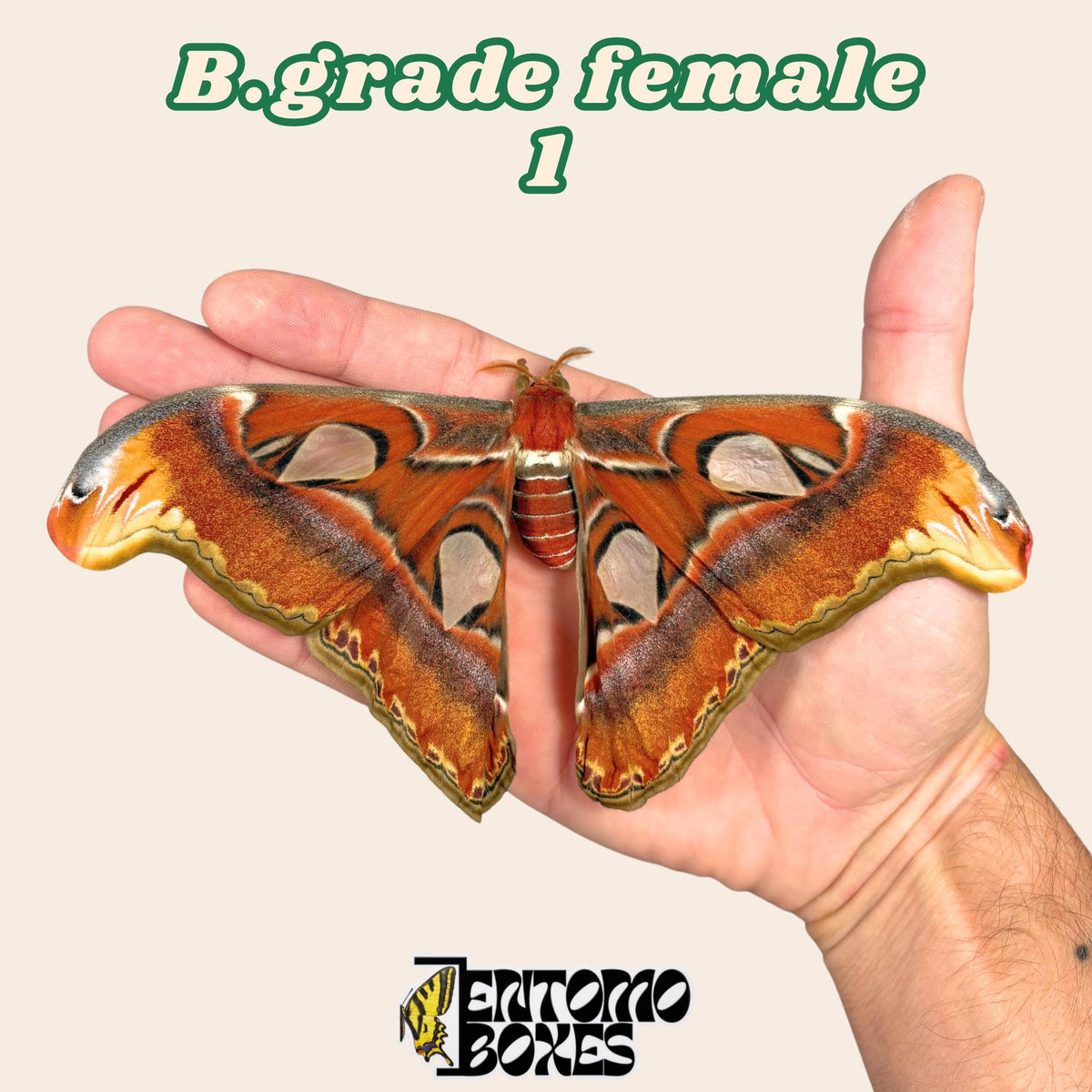 Attacus atlas (unmounted)