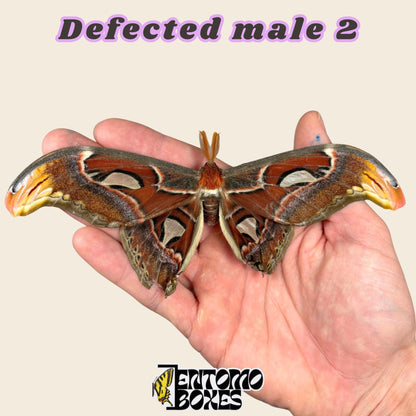Attacus atlas (unmounted)