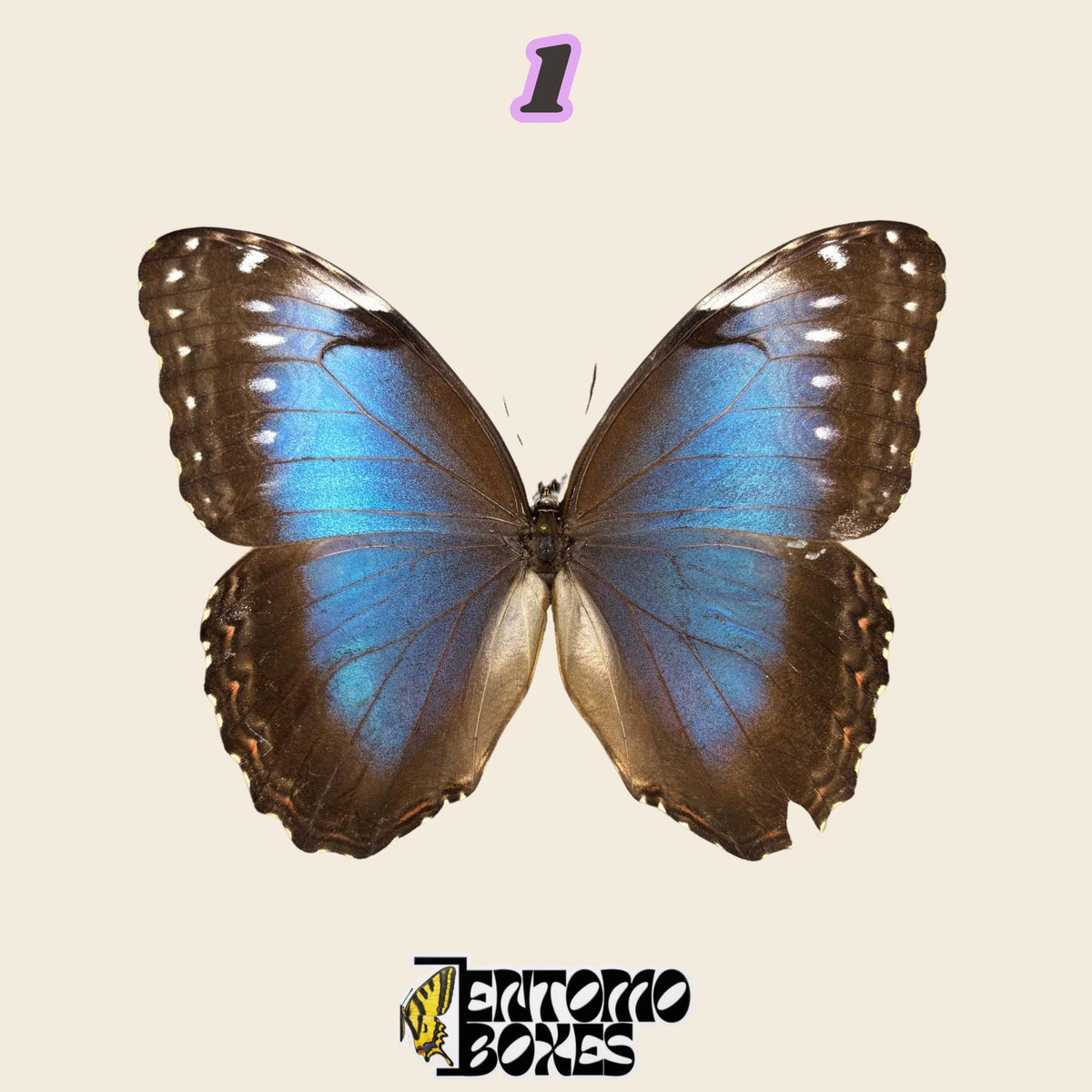 iridescent blue butterfly with brown wing edges, spread wings, specimen No.1, defected budget specimen