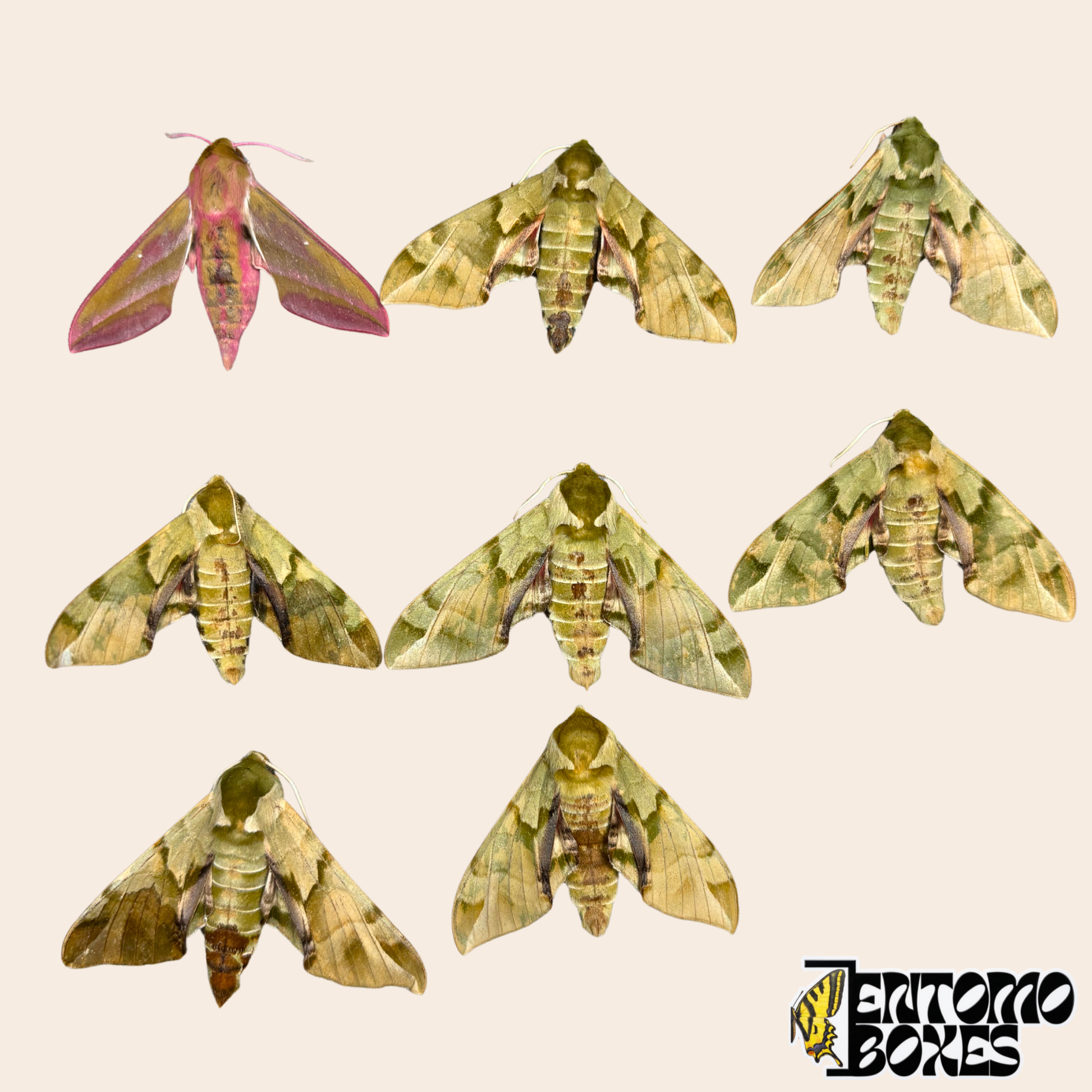 Eight unmounted hawkmoth specimens on a beige background, seven green and olive Callambulyx tatarinovii and one pink and olive Deilephila elpenor from Mongolia