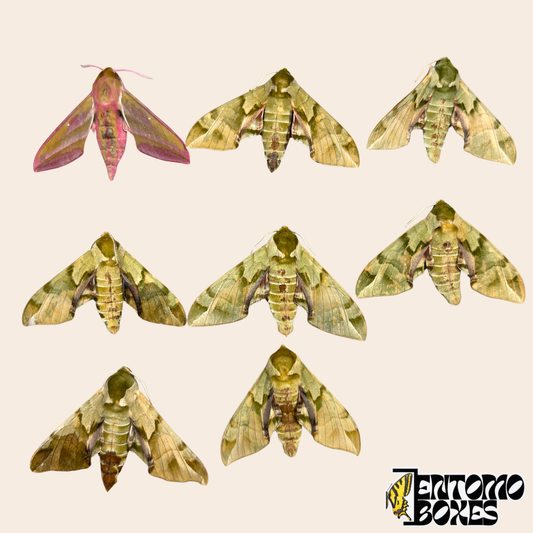 Eight unmounted hawkmoth specimens on a beige background, seven green and olive Callambulyx tatarinovii and one pink and olive Deilephila elpenor from Mongolia
