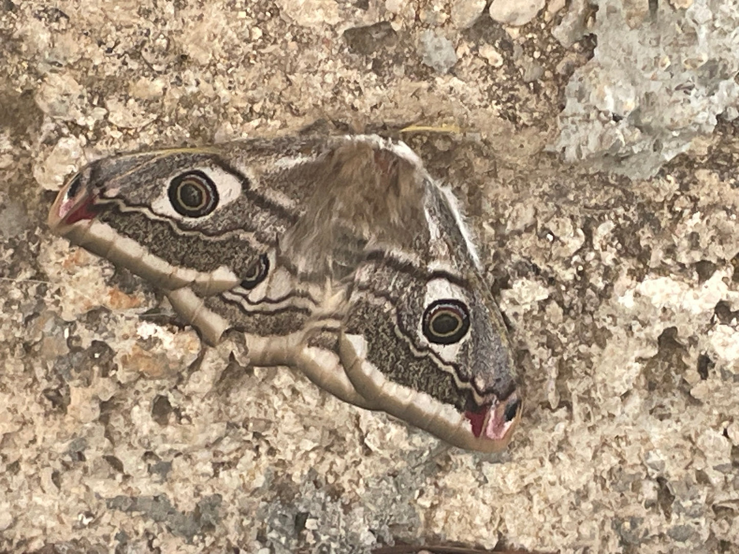 Female Saturnia pavoniella moth resting on a pale stone wall, grey-brown wings each marked with a dark eyespot