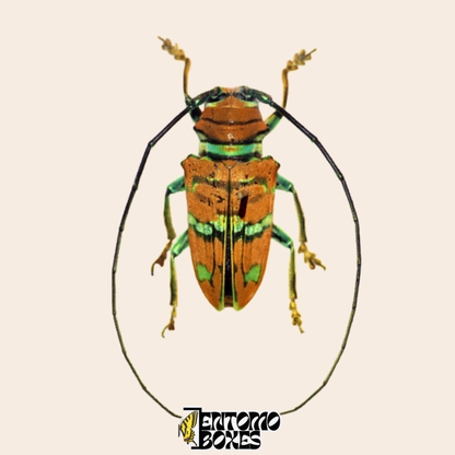 Sternotomis pulchra longhorn beetle, dorsal view, chestnut orange wing cases with metallic green bands and green legs, real dried specimen from Cameroon