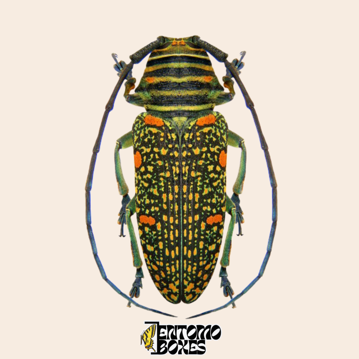 Zographus regalis longhorn beetle, dorsal view, black wing cases with dense golden speckles and orange blotches, blue grey legs, real dried specimen from Cameroon