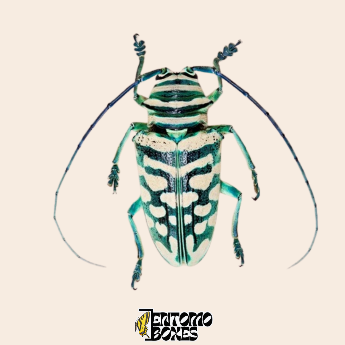 Sternotomis bohemani longhorn beetle, dorsal view, black wing cases with cream and mint green marbling and turquoise legs, real dried specimen from Cameroon