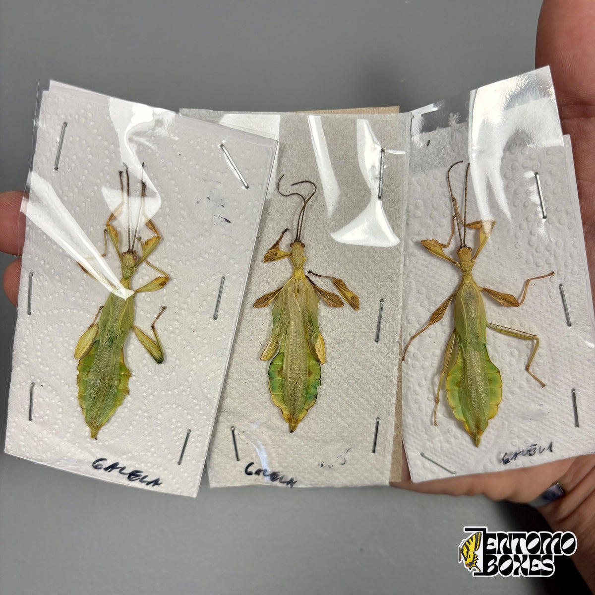Three dried Phyllium leaf insect males, unmounted specimens packed flat under foil, held in hand