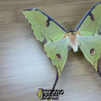 Argema mimosae