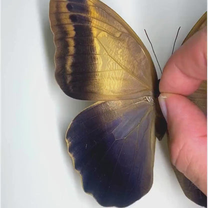 Caligo memnon (Pinned)