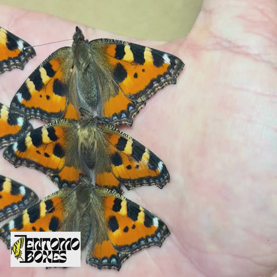 The small tortoiseshell (Aglais urticae) for sale
