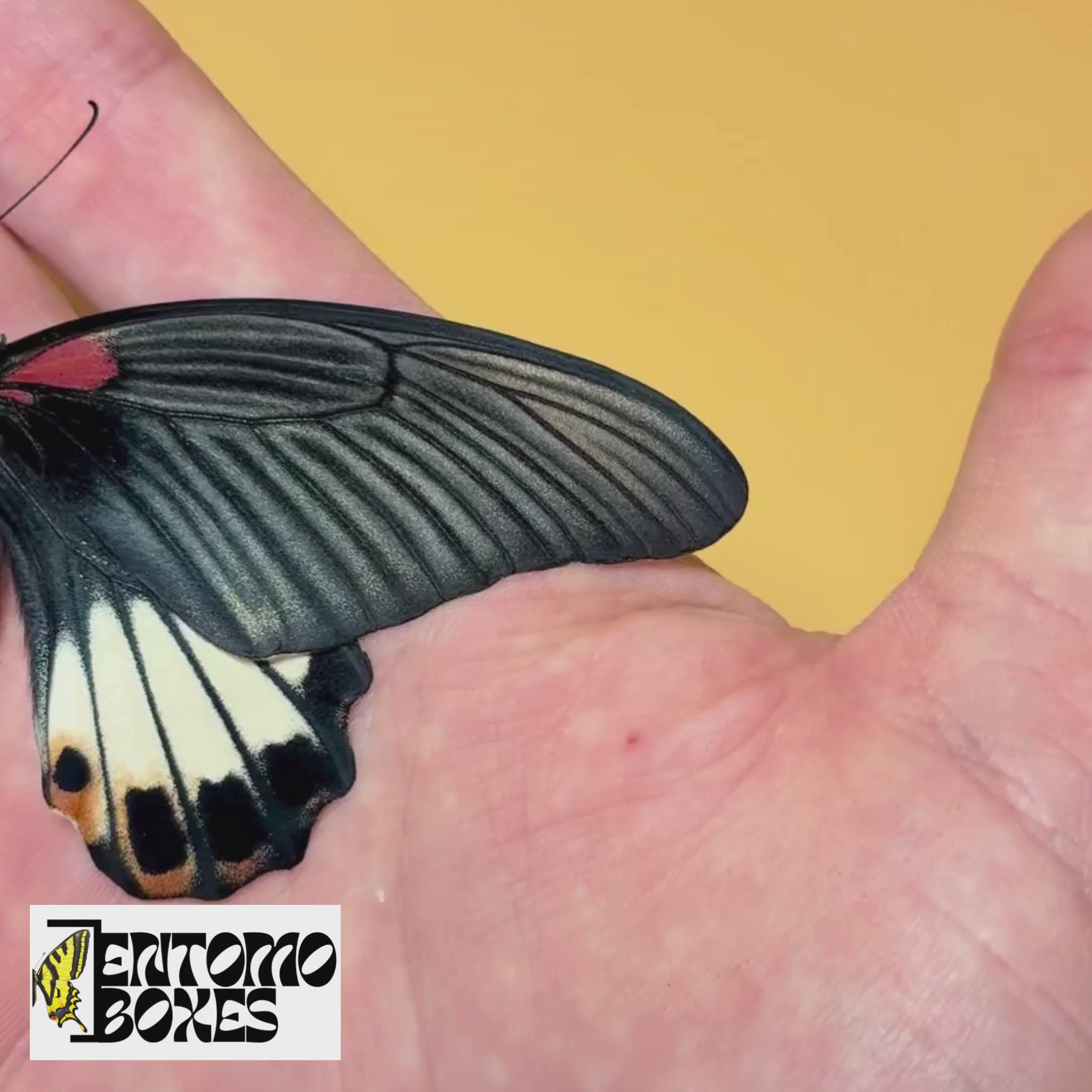Papilio memnon tropical butterfly for sale
