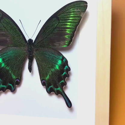Papilio maackii Framed