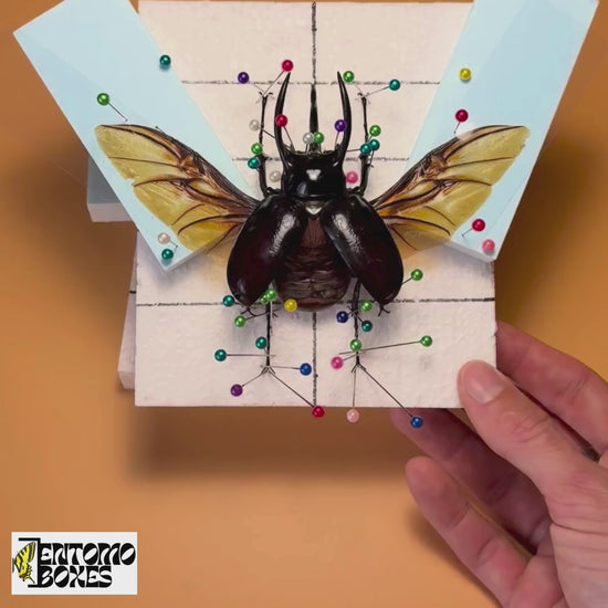 all-in-one complete entomology beetle mounting kit with guide