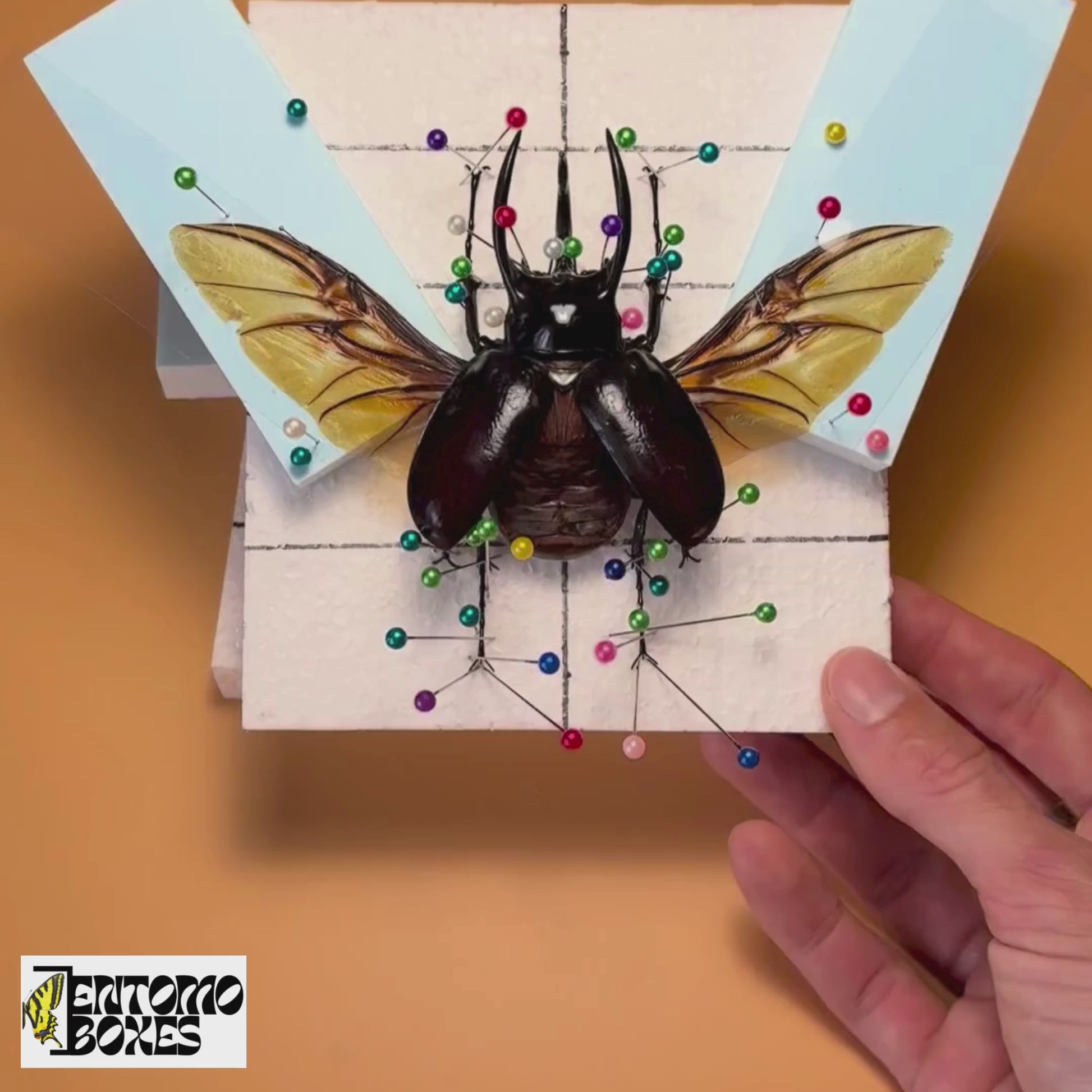 all-in-one complete entomology beetle mounting kit with guide