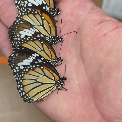 Danaus genutia