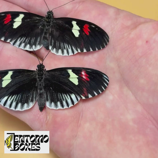 heliconius longwing butterfly for sale
