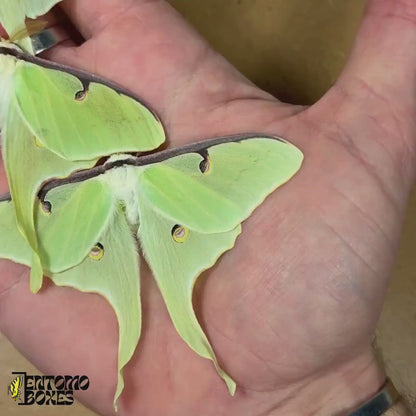Actias luna (unmounted)