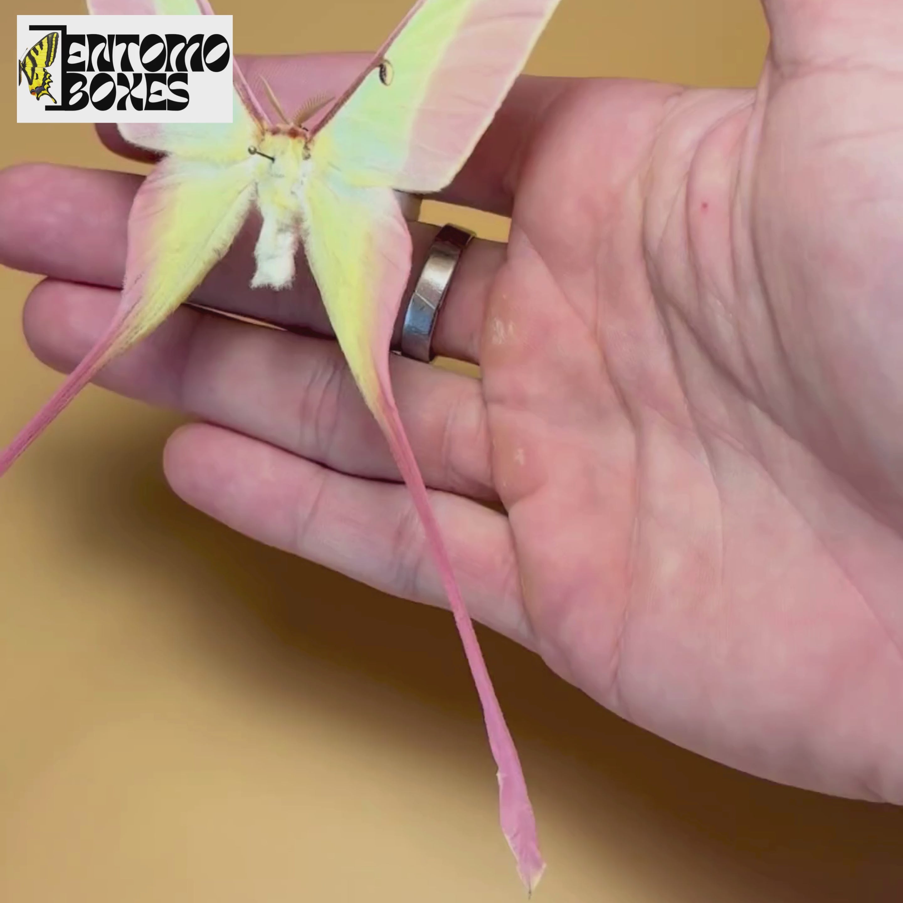 Actias dubernardi まとめて4♂セット 2x Actias Dubernardi Luna Moths Male Unmounted Papered