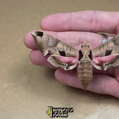 Eumorpha achemon