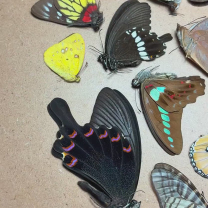 120 Mixed Tropical Butterflies