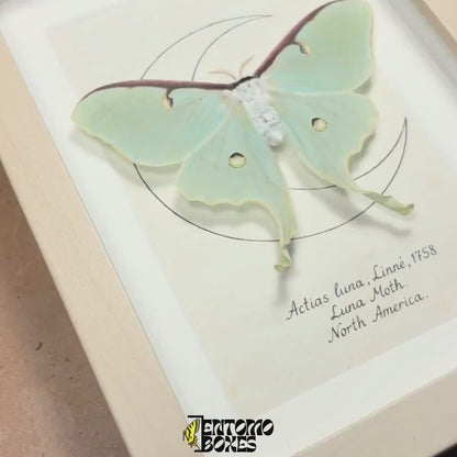 Luna moth in frame