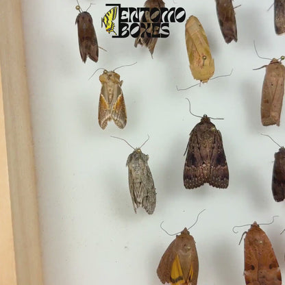 5 Mixed European Moths