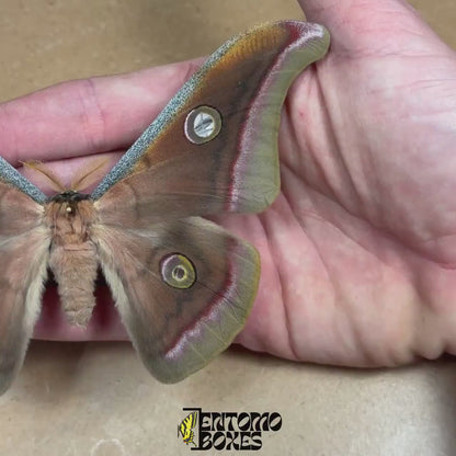 Antheraea mylitta