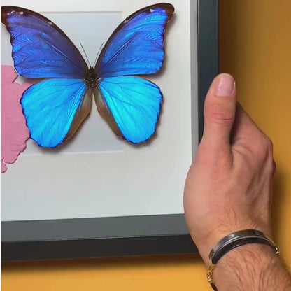 Morpho Didius Framed with South America Map