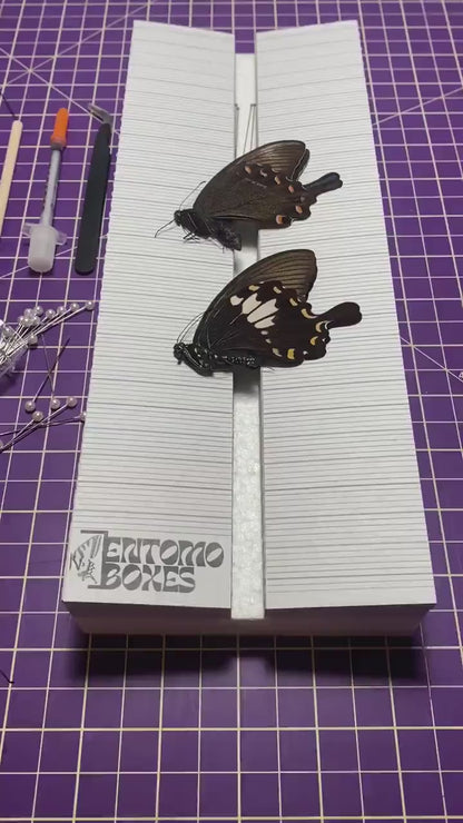 Mini Butterfly KIT