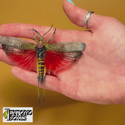 Phymateus saxosus