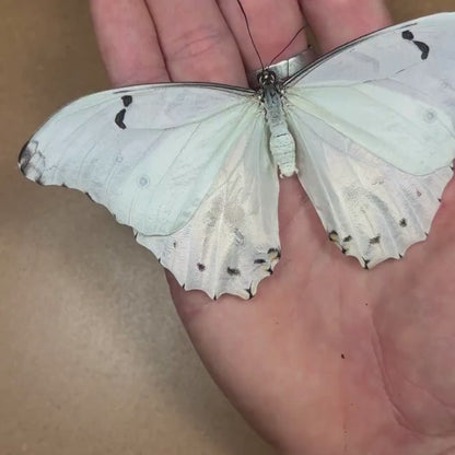 Morpho polyphemus - White morpho (unmounted)