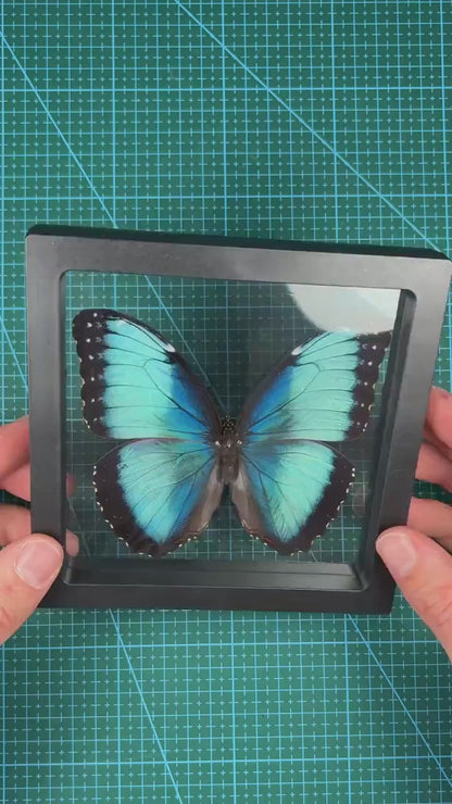 Blue Morpho KIT