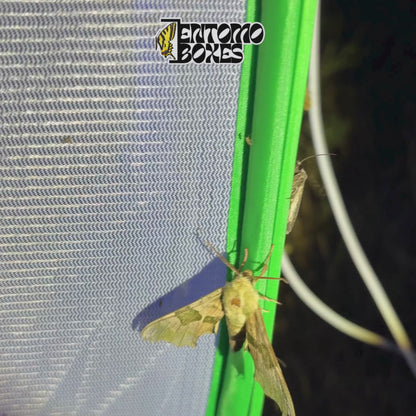 Moth Attracting UV Light