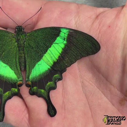 Papilio palinurus (unmounted)