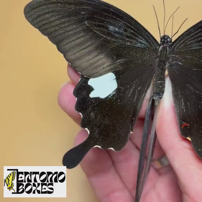 Papilio helenus