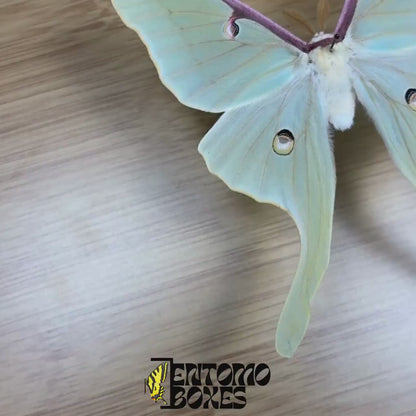 Actias luna Pinned