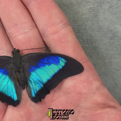 Prepona omphale (unmounted)