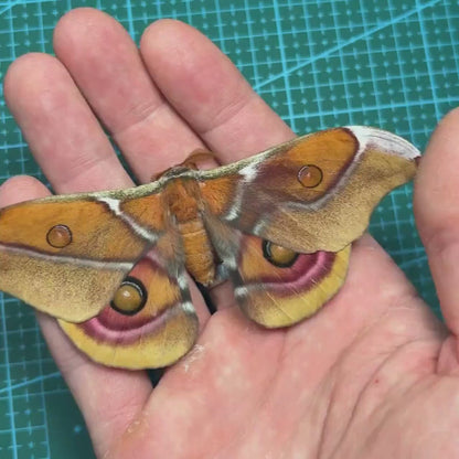 Antherina suraka